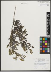 Foto von Salix purpurea L.